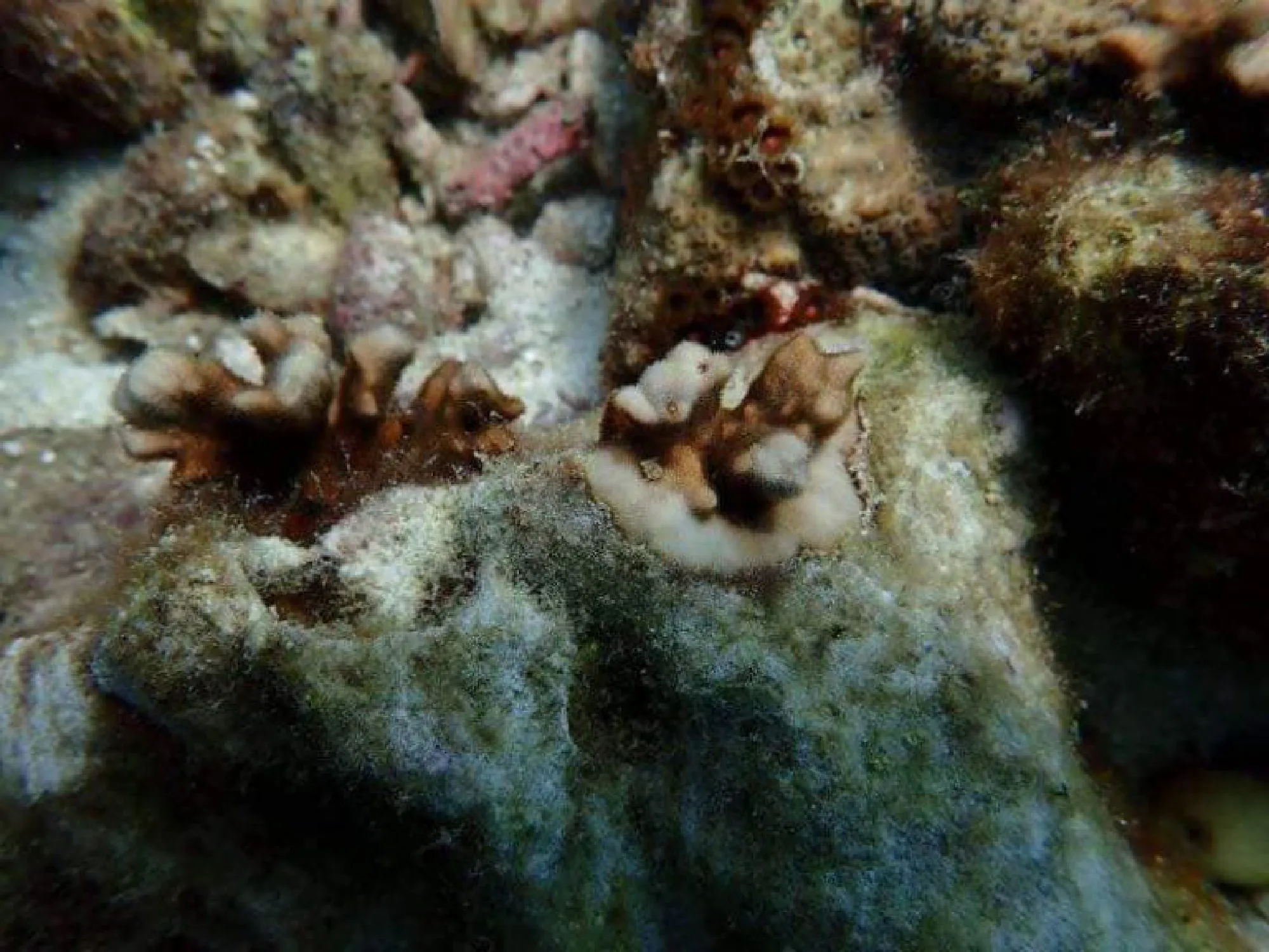 Volunteer divers needed for Maya Bay reef restoration