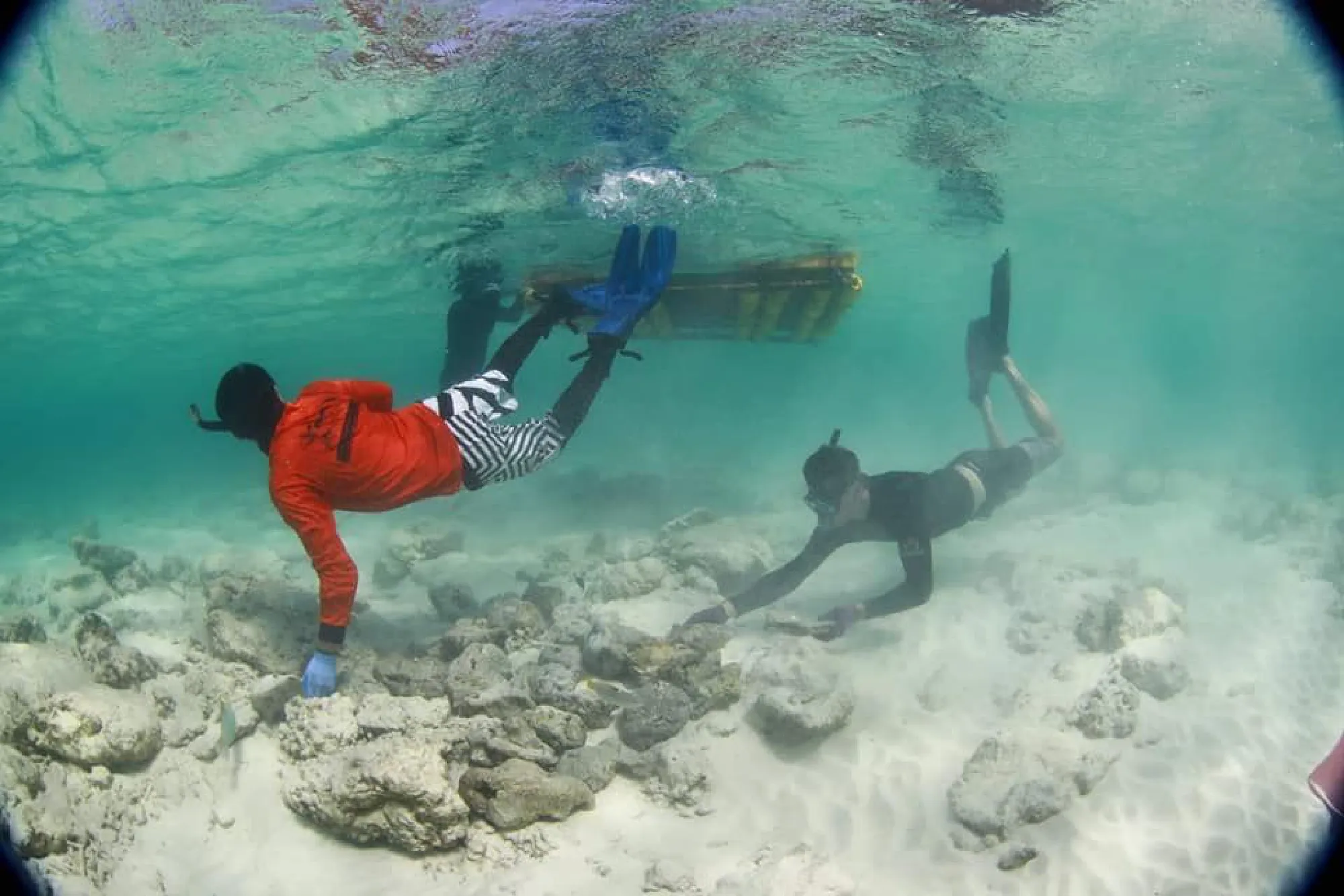 Volunteer divers needed for Maya Bay reef restoration