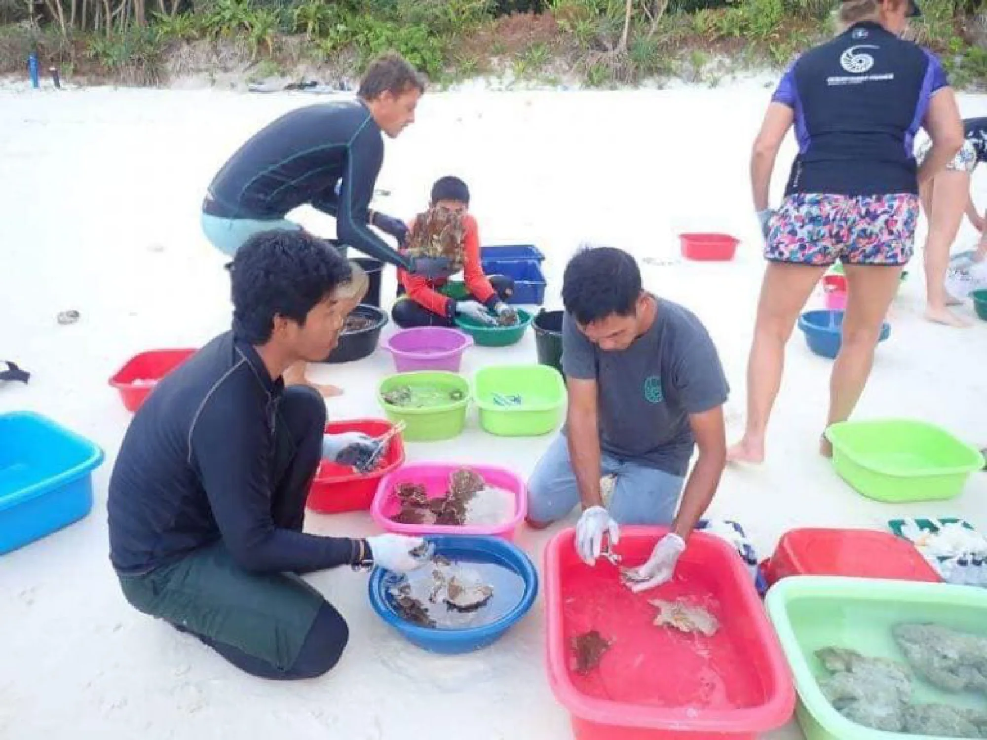 Volunteer divers needed for Maya Bay reef restoration