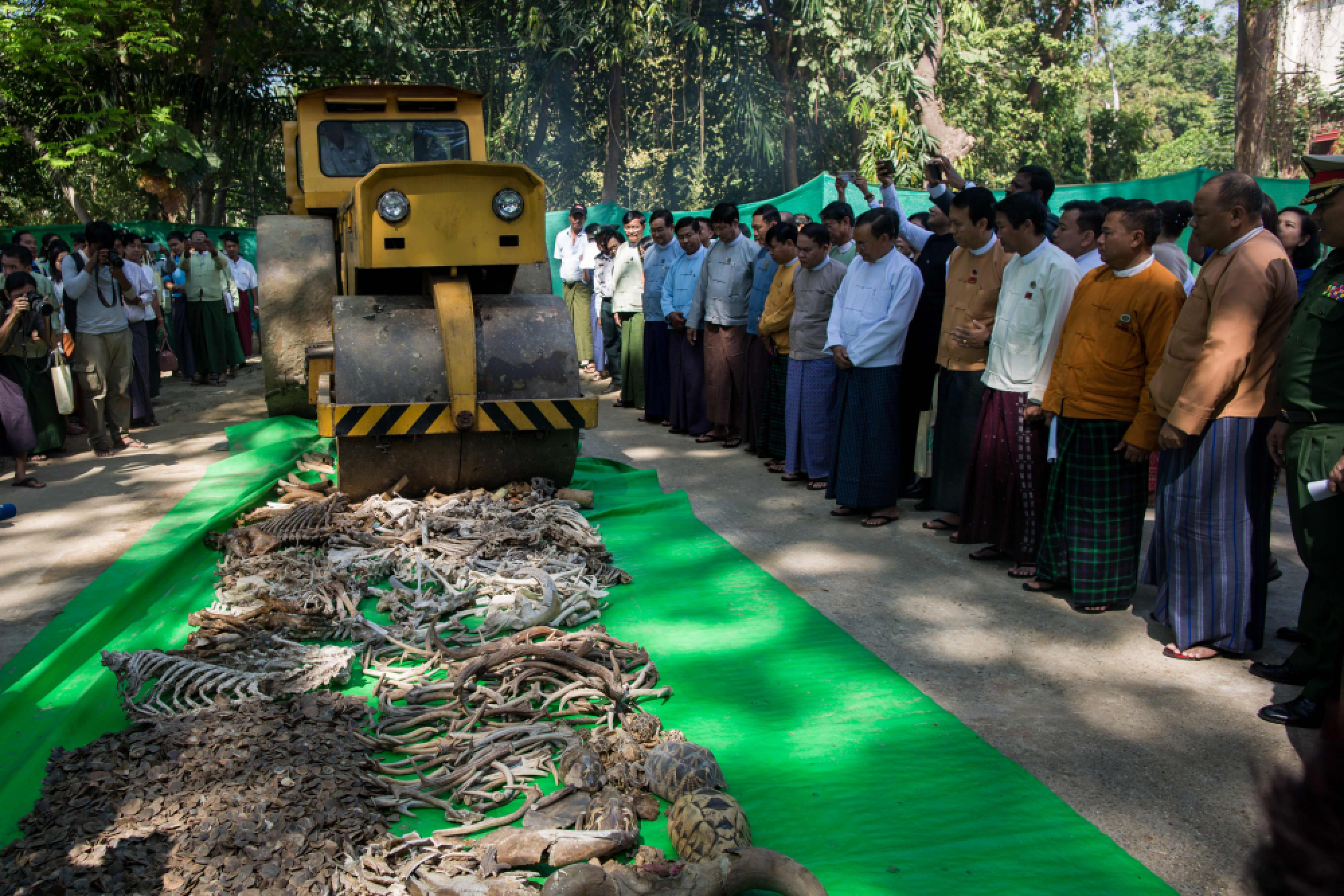 Ivory destroyed on World Wildlife Day in Yangon