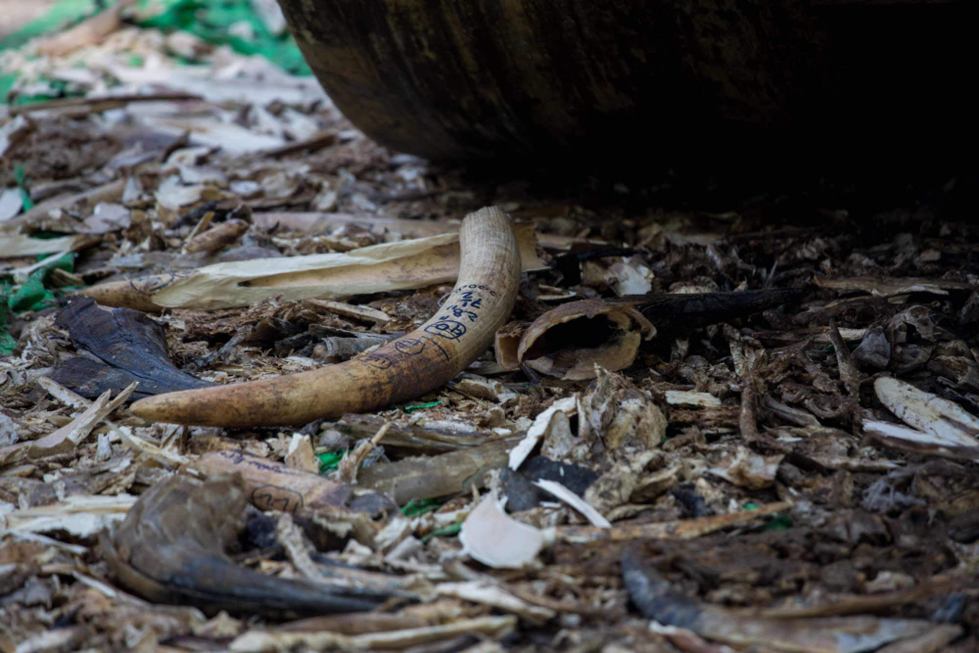 Ivory destroyed on World Wildlife Day in Yangon
