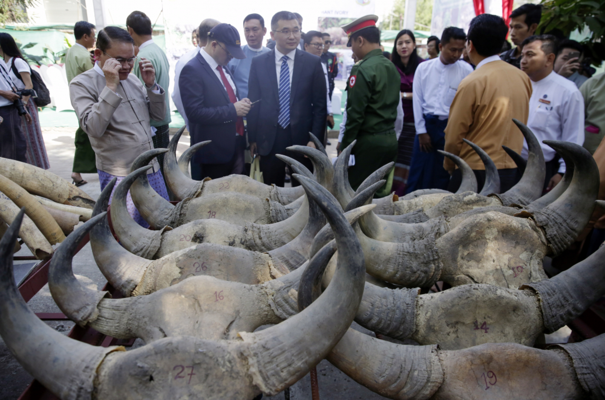 Ivory destroyed on World Wildlife Day in Yangon