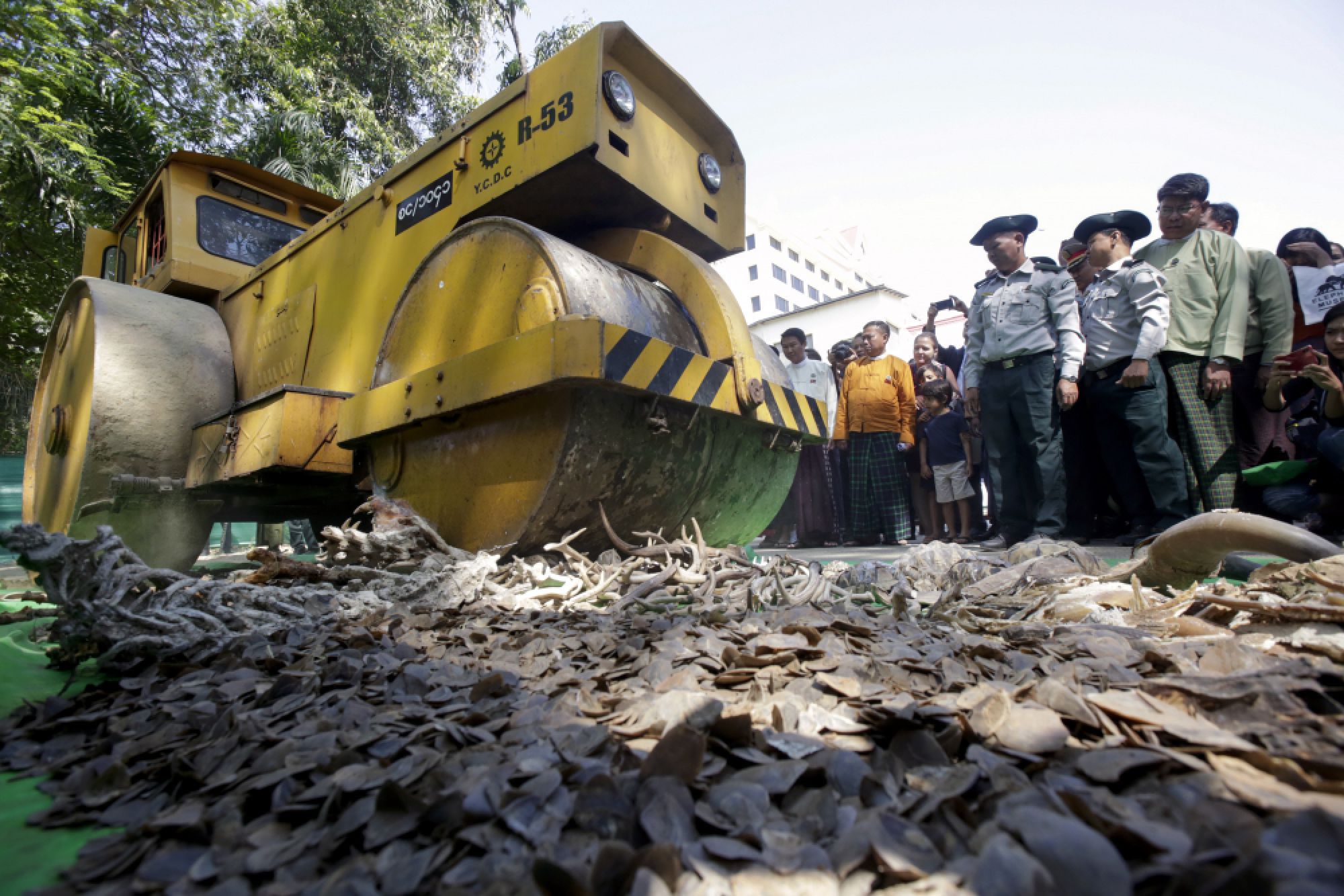 Ivory destroyed on World Wildlife Day in Yangon