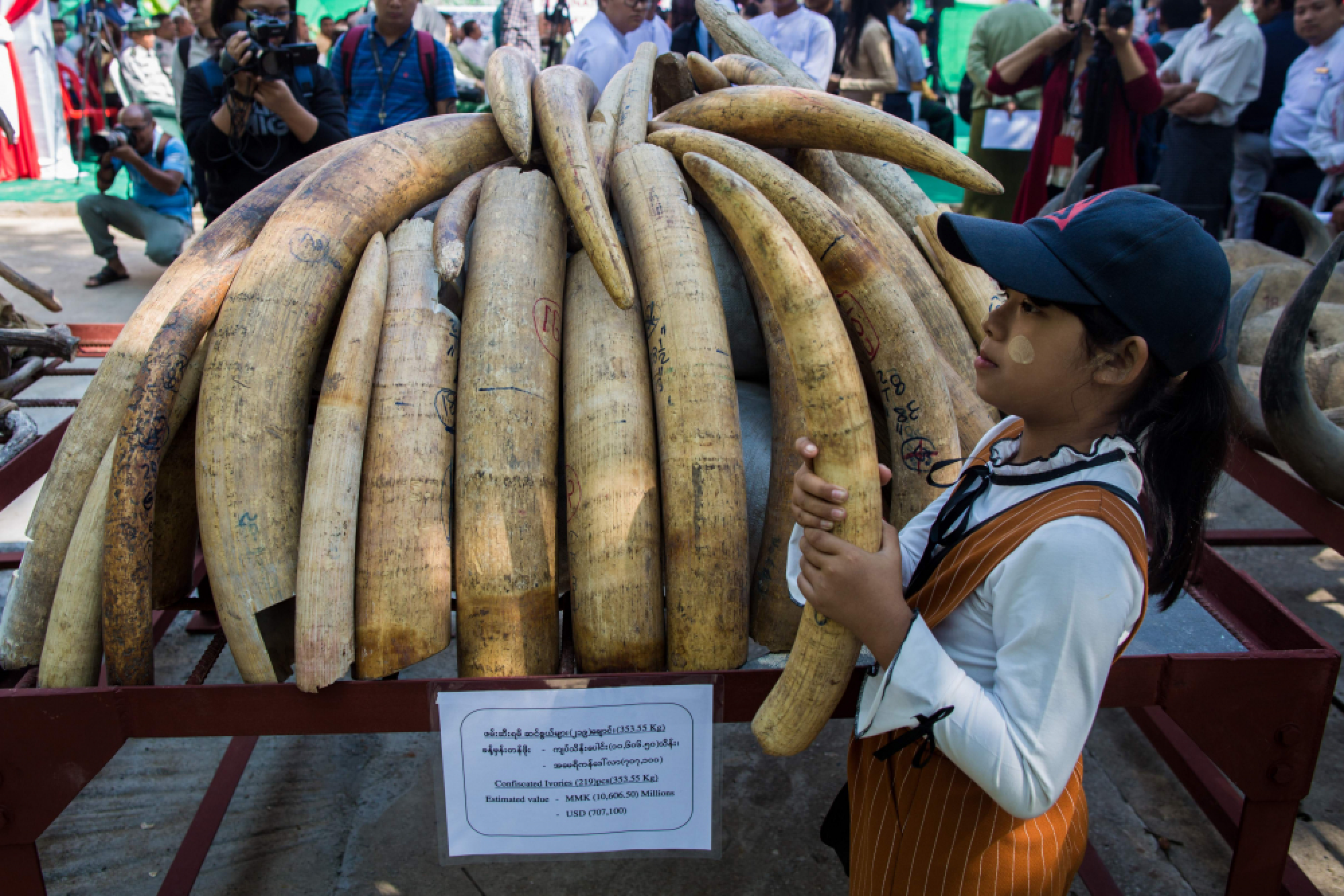 Ivory destroyed on World Wildlife Day in Yangon