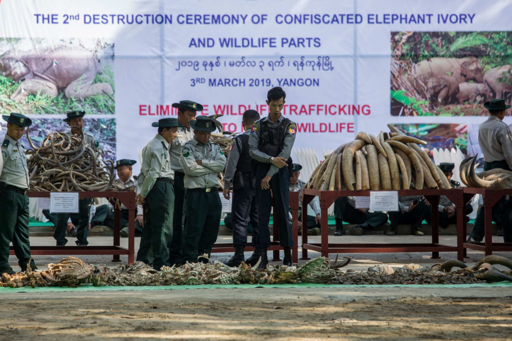 Ivory destroyed on World Wildlife Day in Yangon