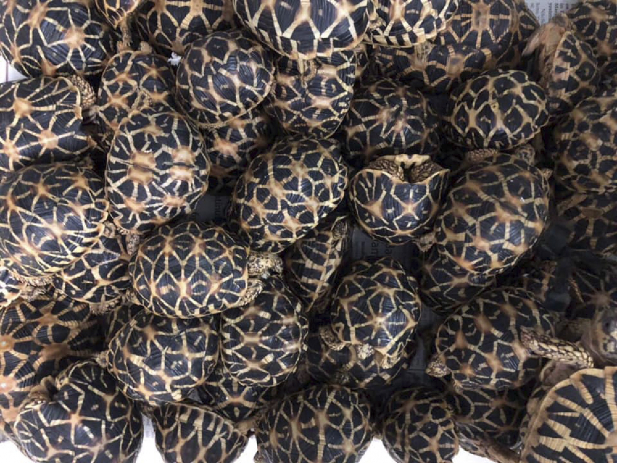 At least 1,500 turtles found in abandond luggage at Manila's international airport