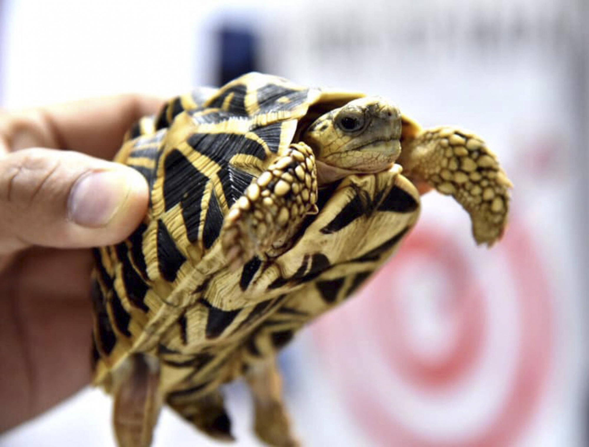 At least 1,500 turtles found in abandond luggage at Manila's international airport