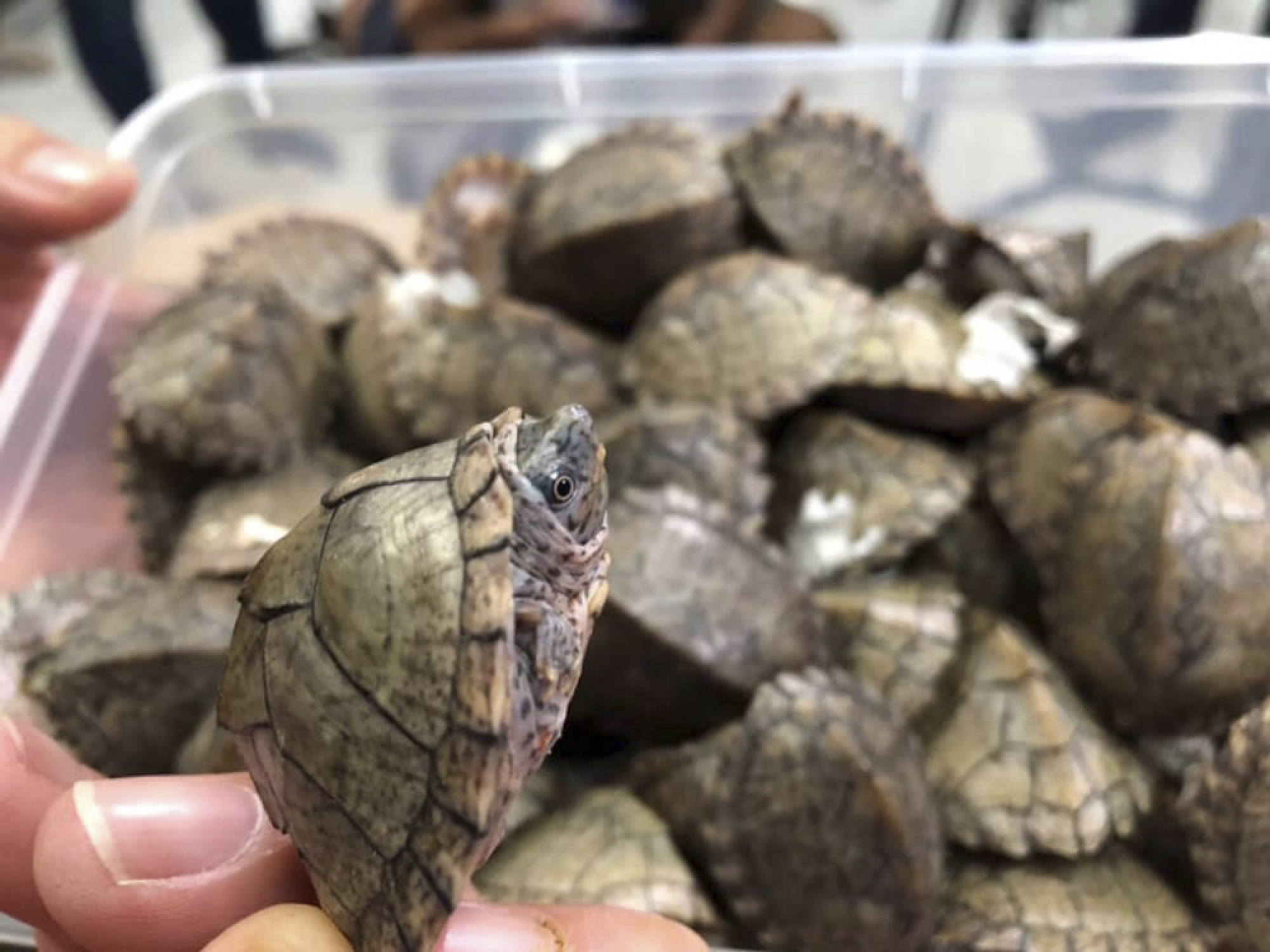 At least 1,500 turtles found in abandond luggage at Manila's international airport