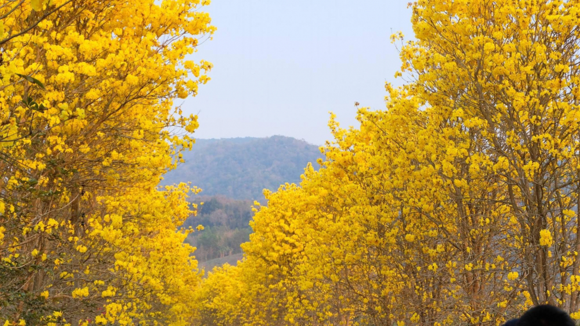 Tourists treated to stunning view of yellow flowers