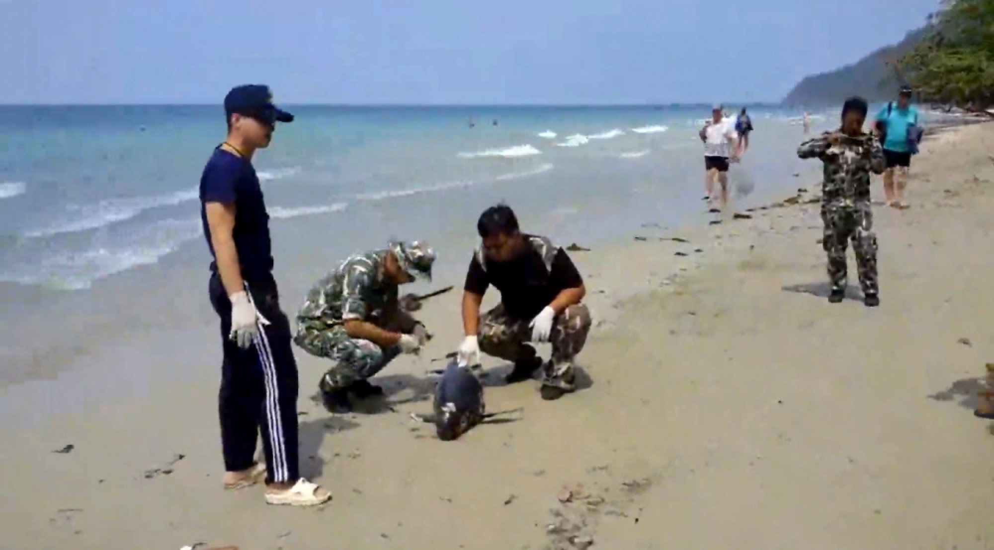 Porpoise found dead, lacerated on Trat beach