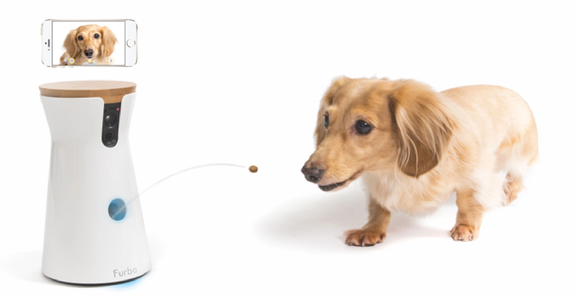 Going to the dogs... literally