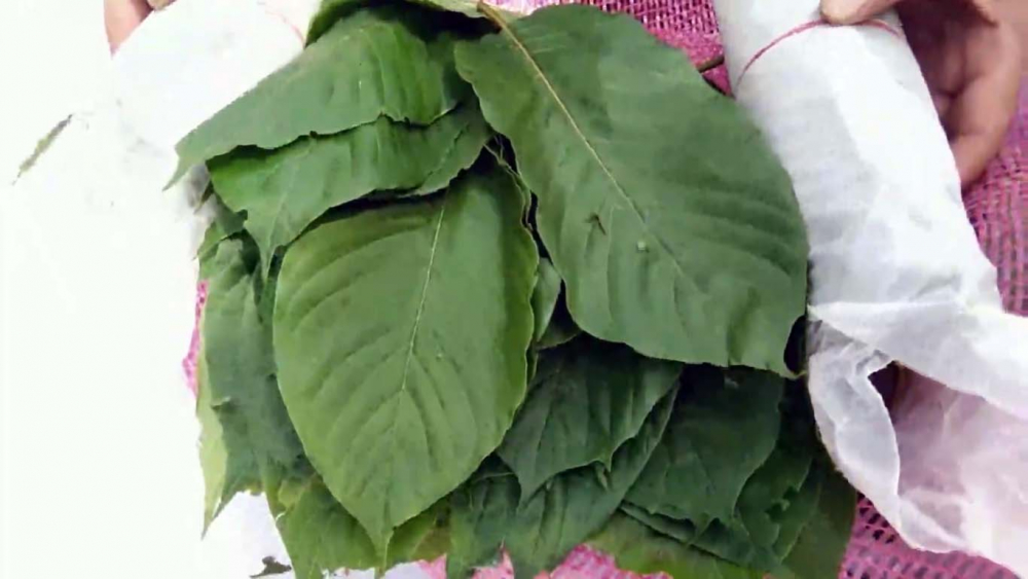 Around 1.2 tonnes of kratom leaves seized on Thai-Malaysian border in Songkhla