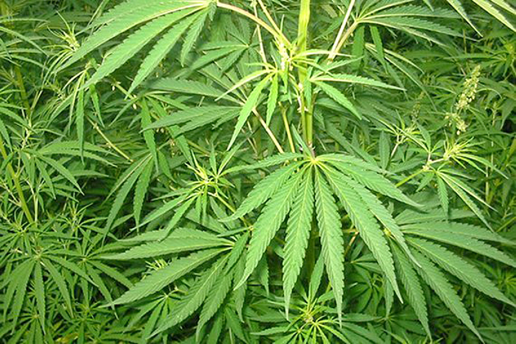 Letting companies grow hemp commercially will create a monopoly: BioThai