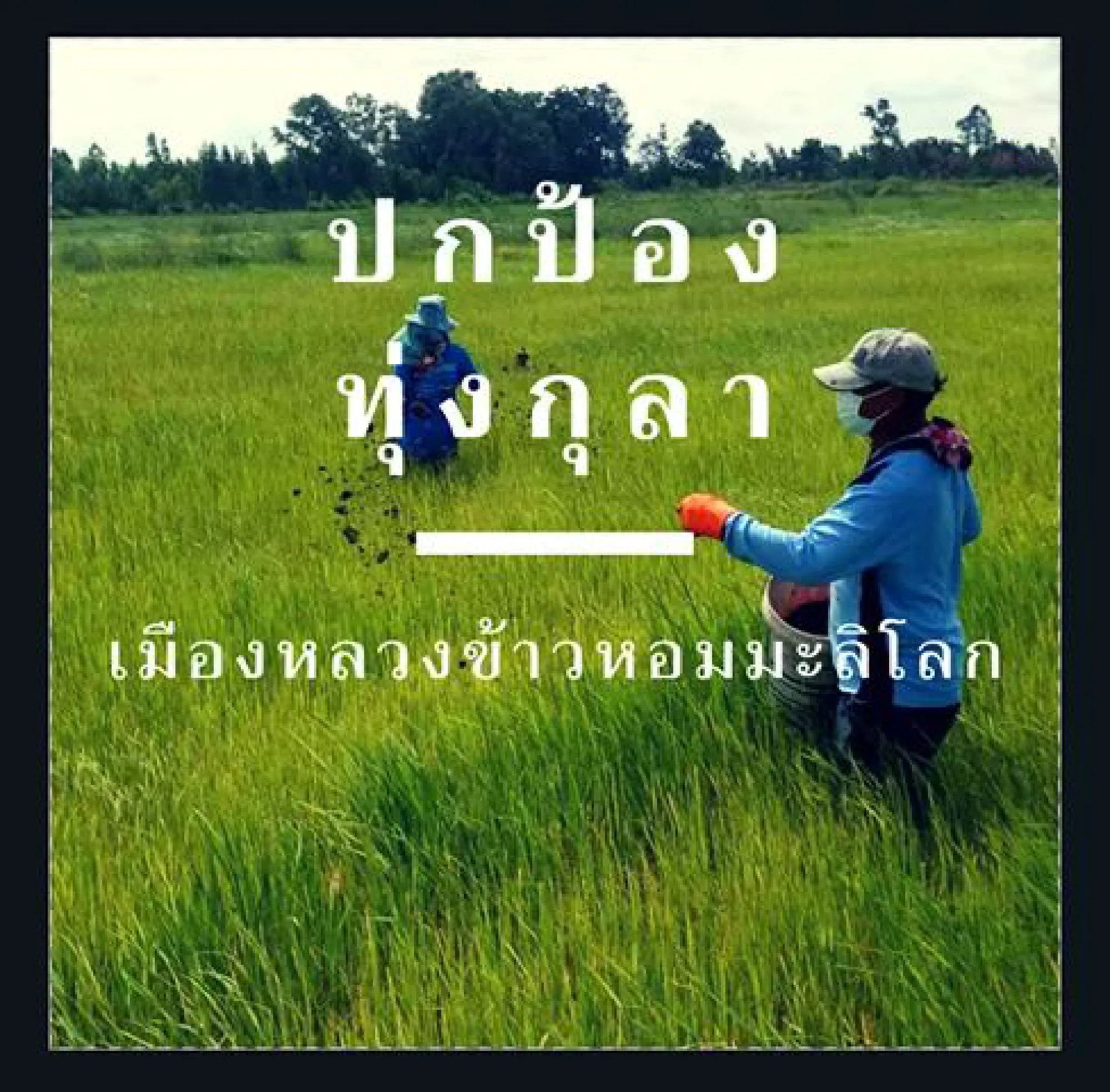 Sugar invasion in Roi Et may sour jasmine rice harvests