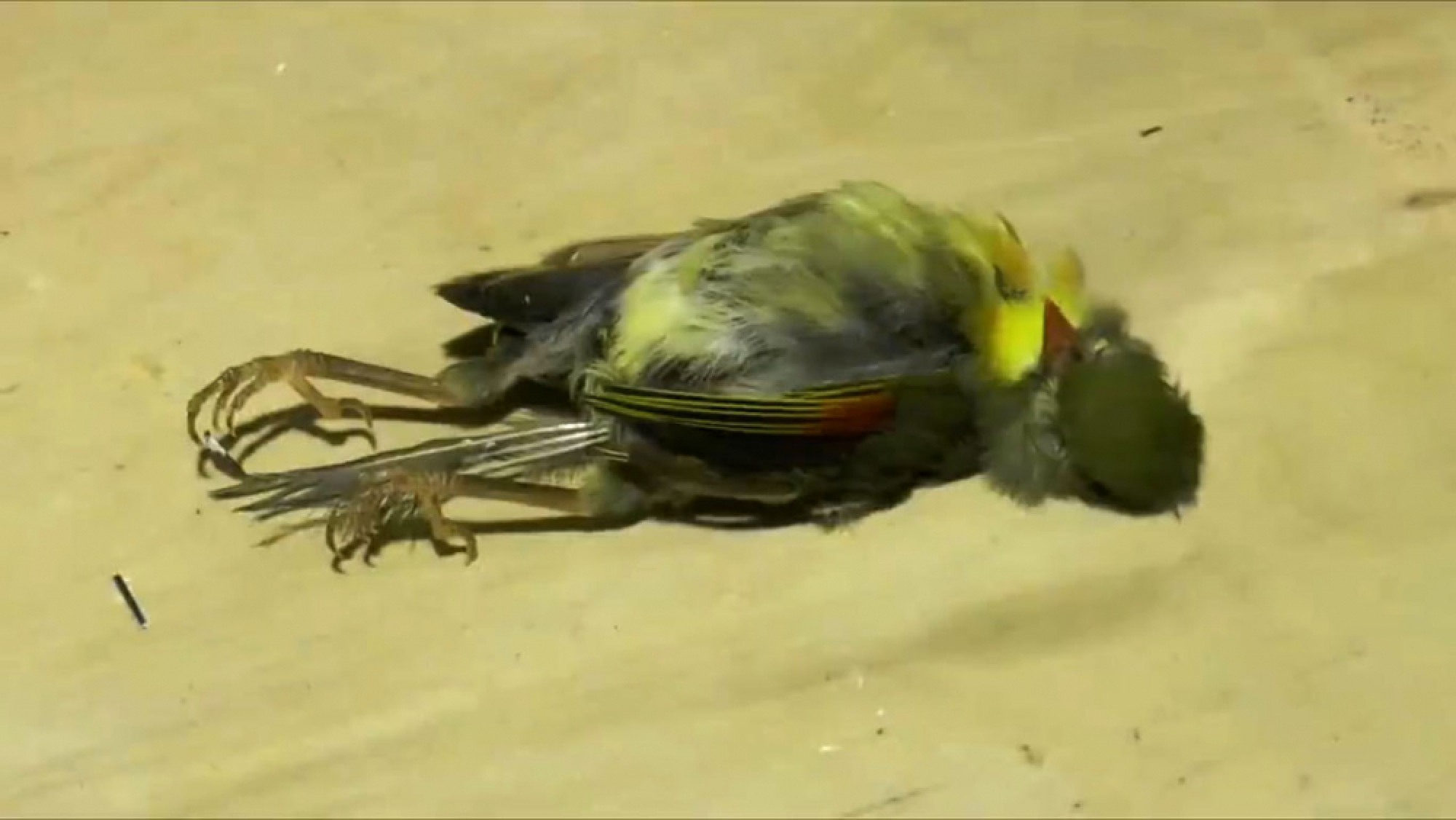 Vietnamese, Thai arrested with exotic Lao birds bound for Chatuchak Market