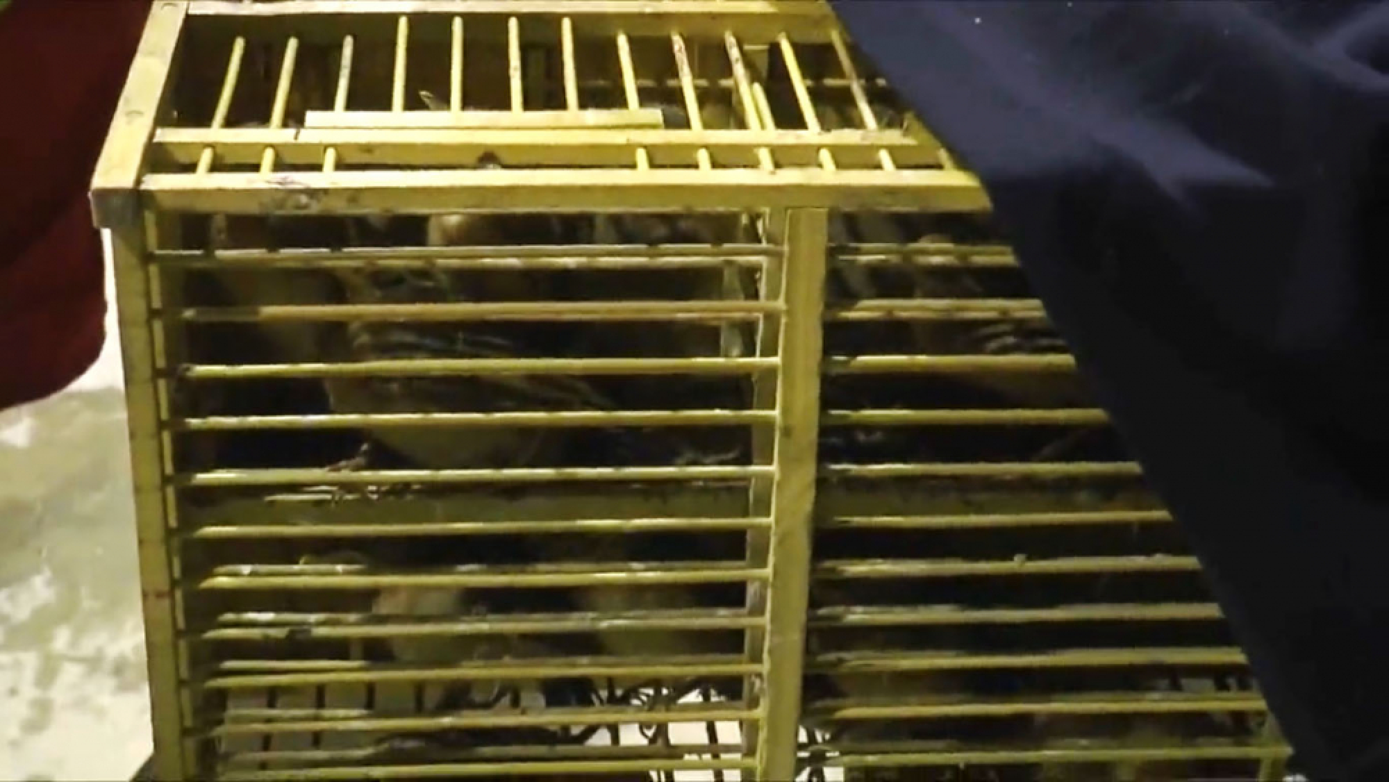 Vietnamese, Thai arrested with exotic Lao birds bound for Chatuchak Market