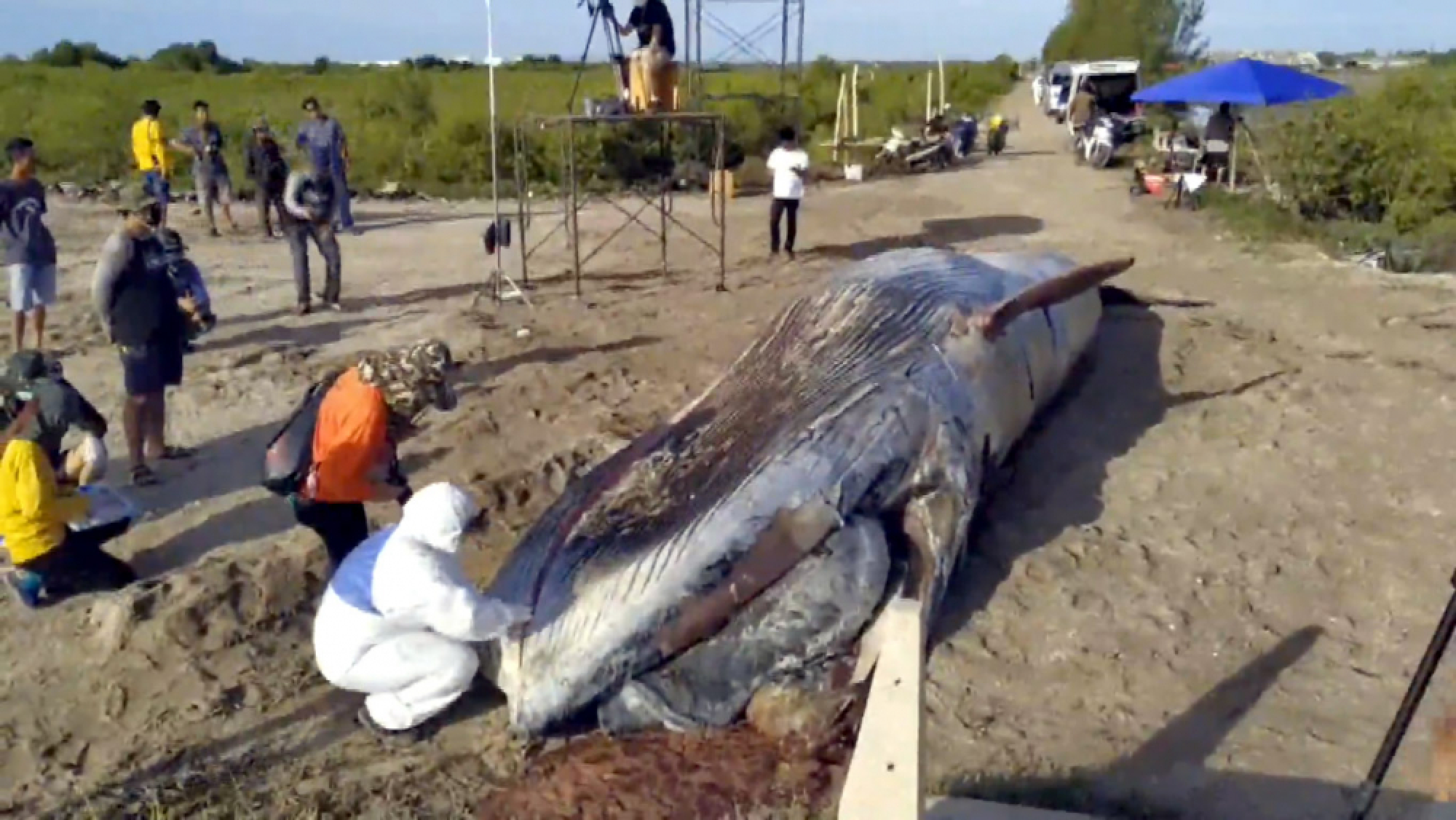 Dead whale dissected in Phetchaburi