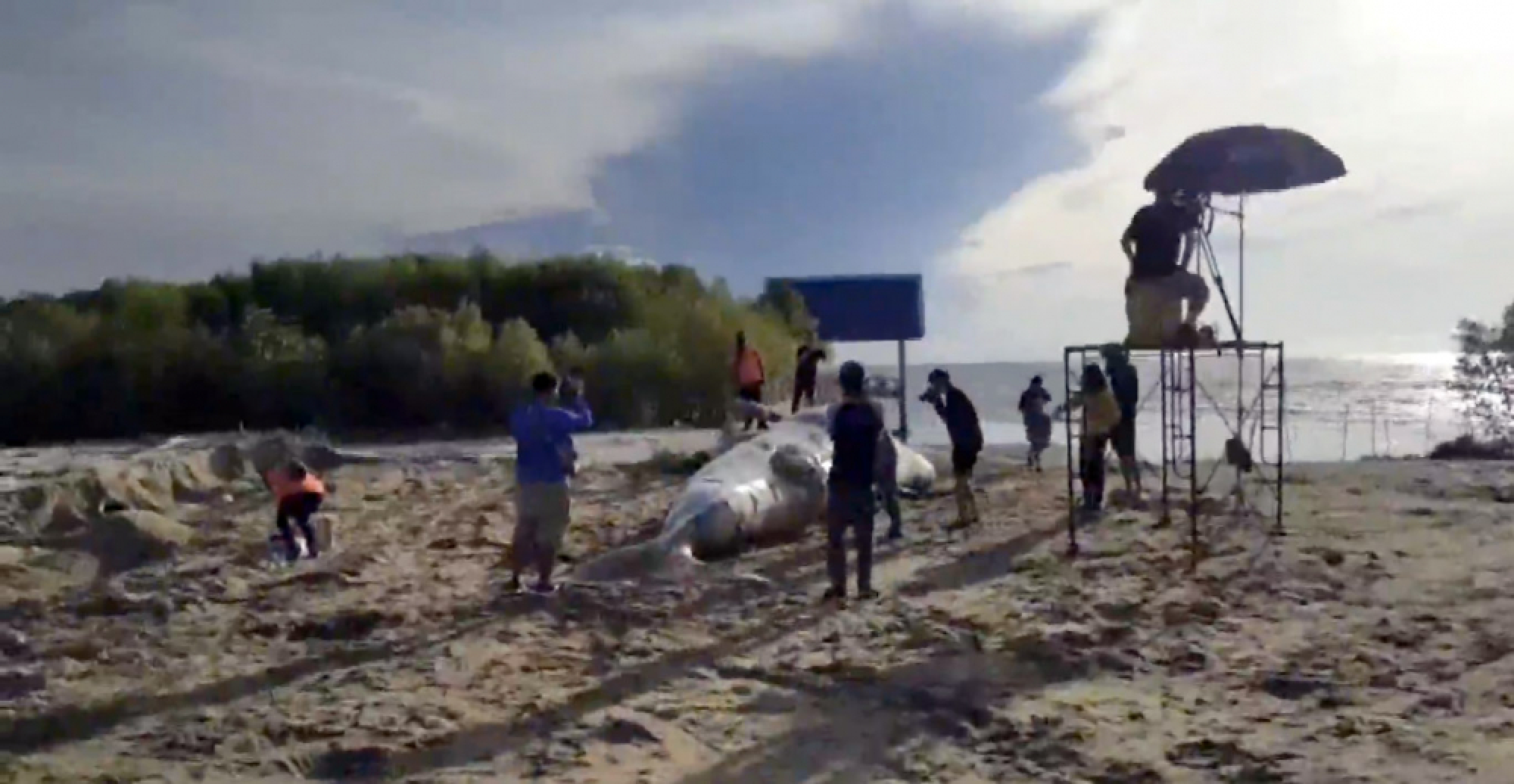 Dead whale dissected in Phetchaburi