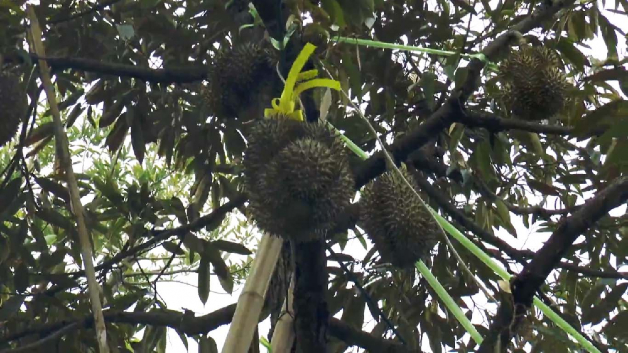 Charity durian festival opens