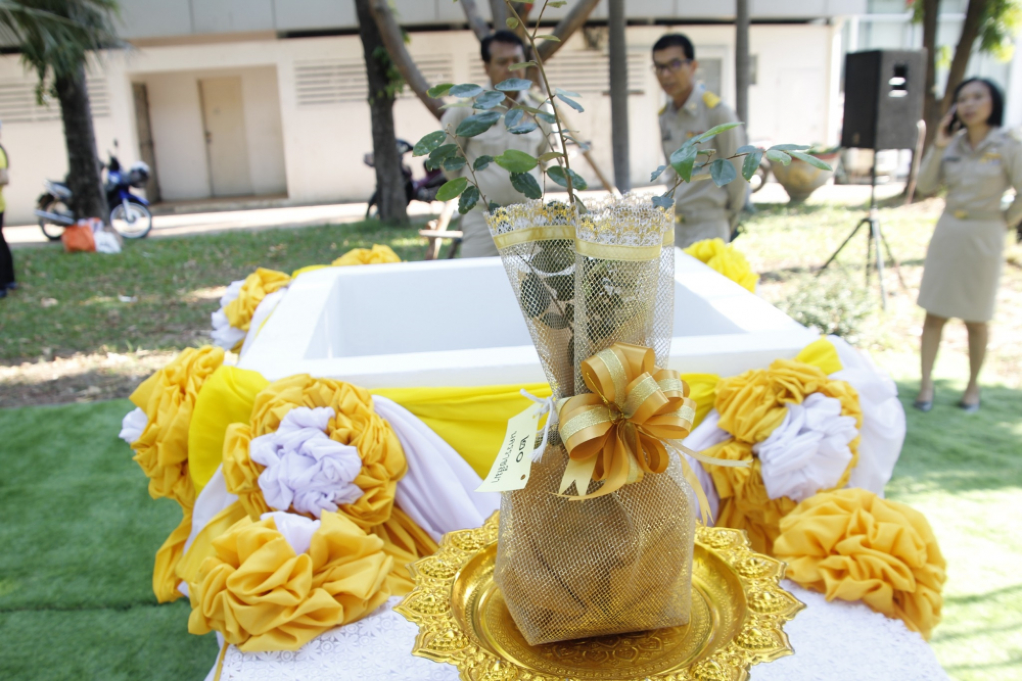 Blooming ‘Yellow Stars’ to mark His Majesty’s reign