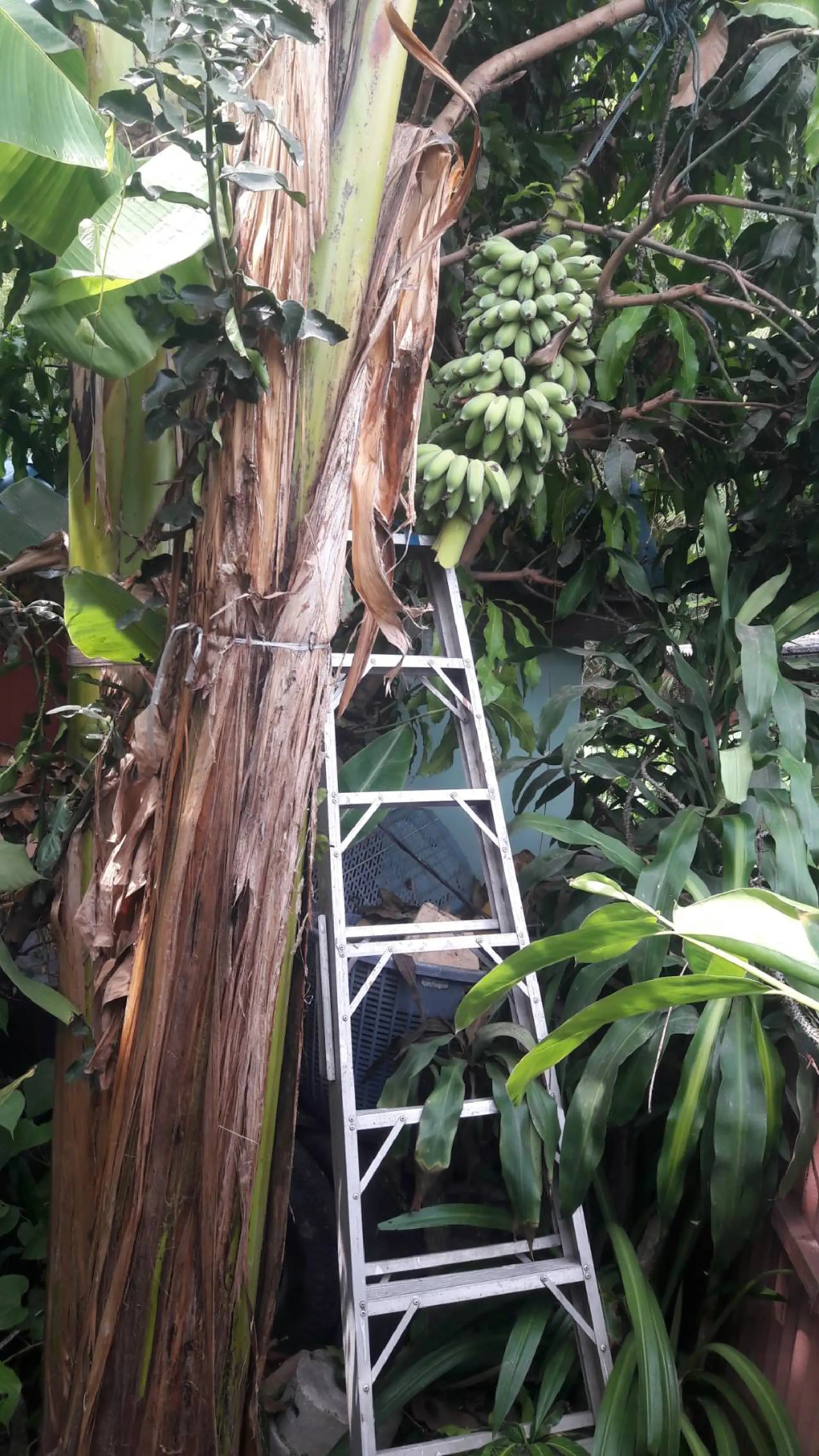 Bangkok woman, 70, dies while picking bananas