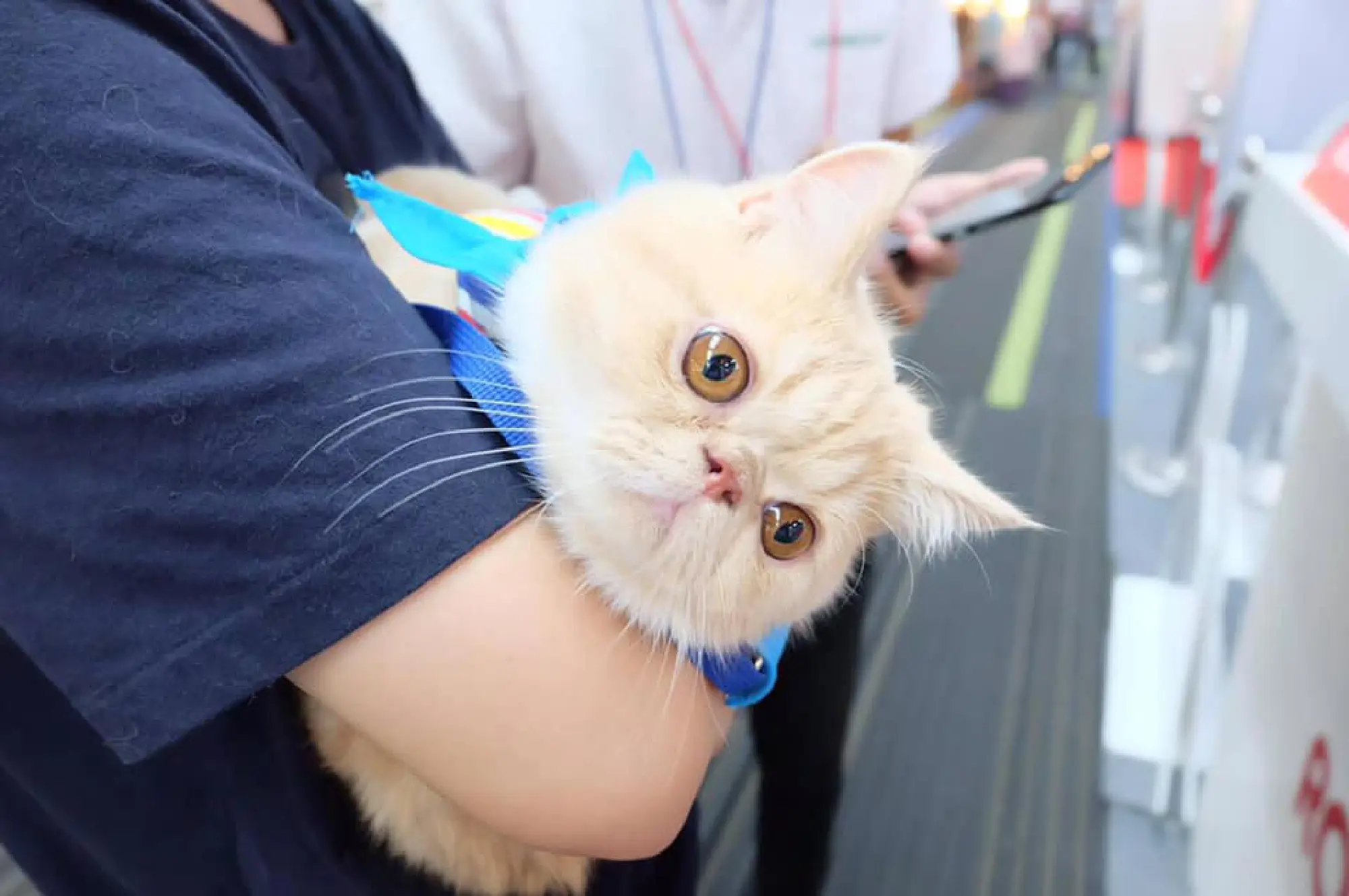 Royal Canin to launch “Take Your Pet to the Vet” cat campaign