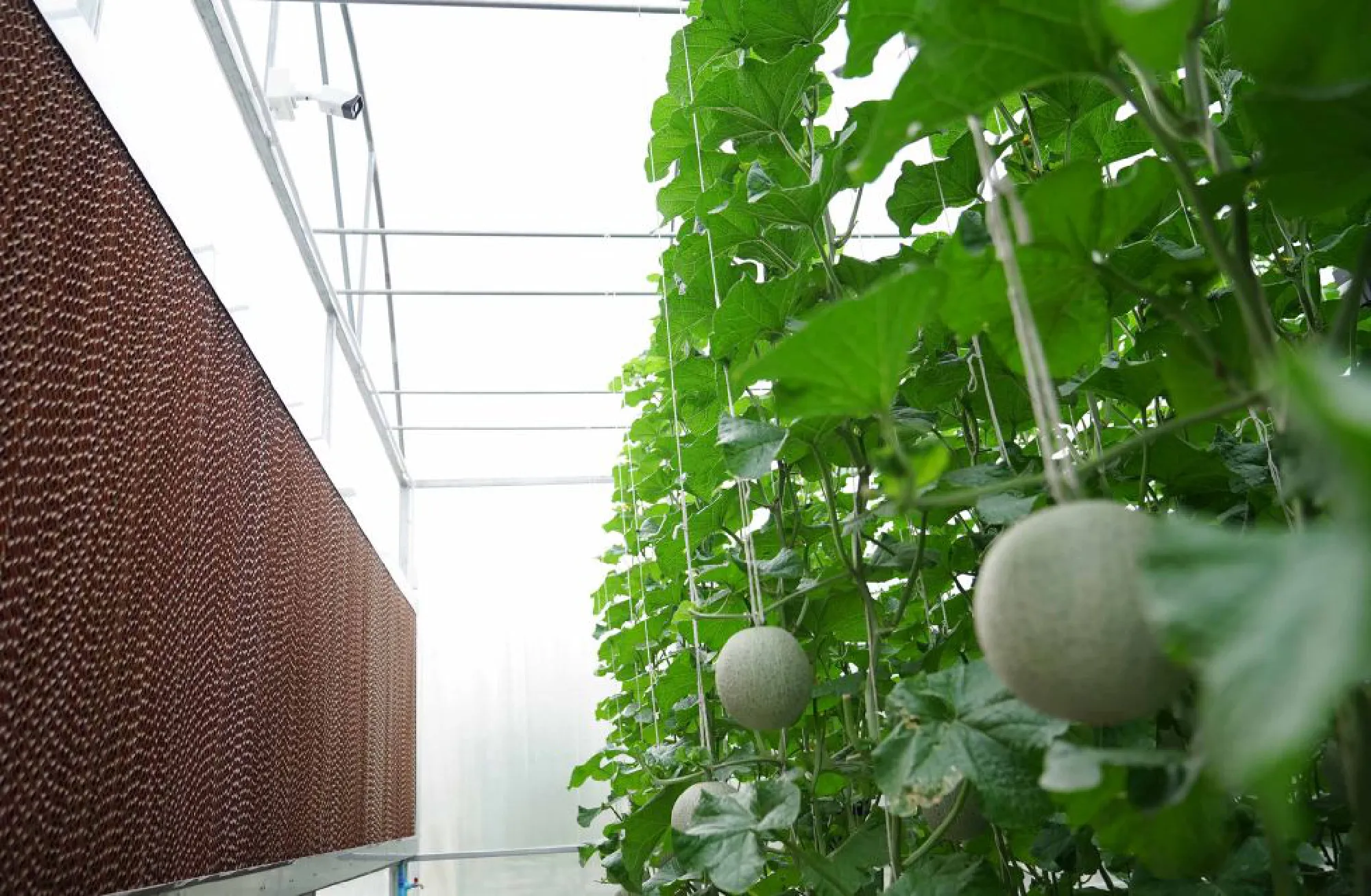 AIS sets up learning centre of farming technology