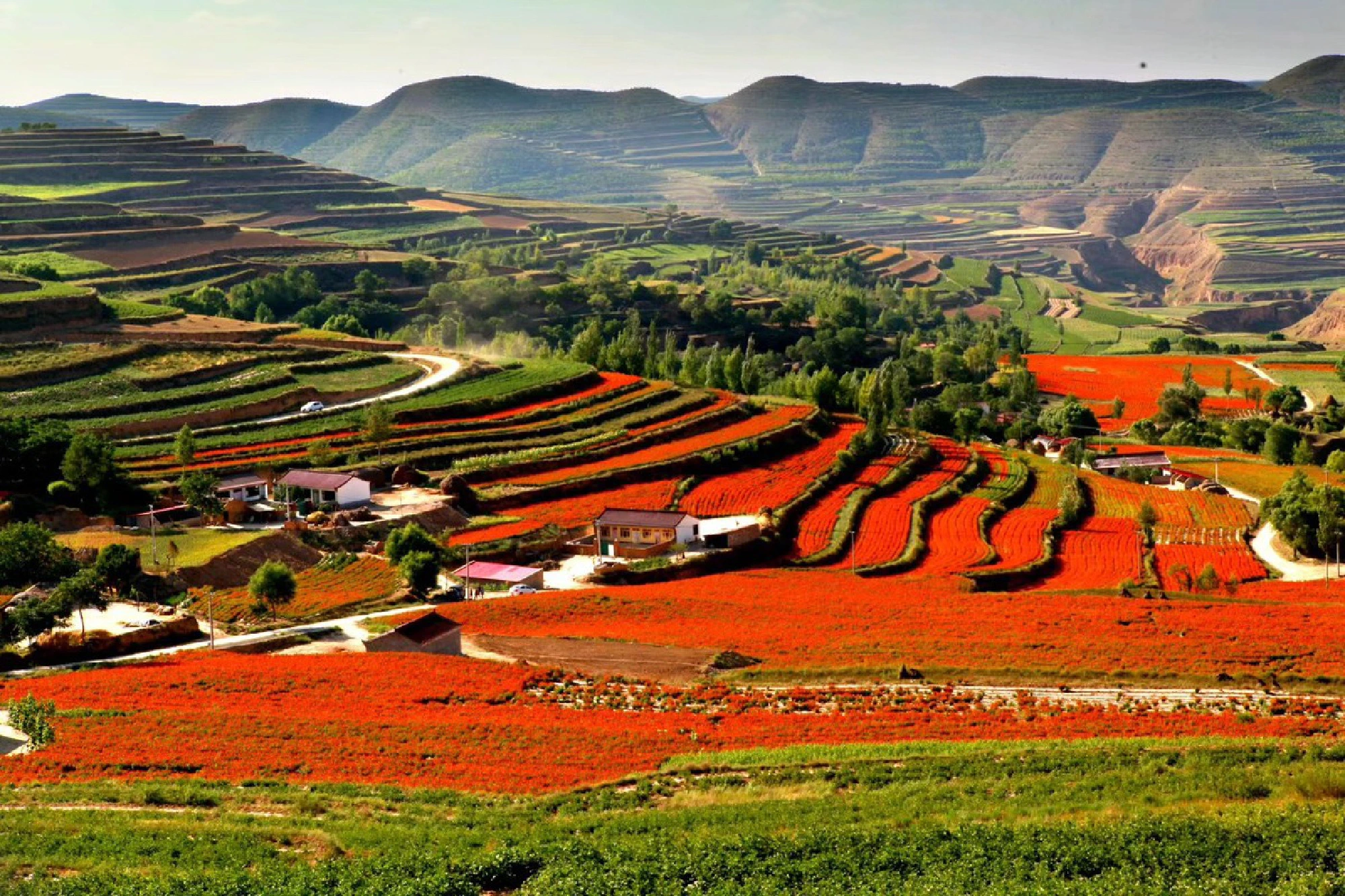 The dry land terraced fields on the mountains in Guyuan, Ningxia Hui autonomous region, have been transformed into rich colors of trees, grass and flowers. (Photo provided for chinadaily.com.cn)