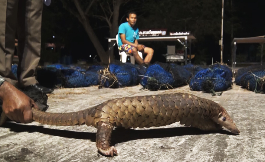 Police in Prachuap Khiri Khan's Sam Roi Yot district in March arrested a man transporting 76 live pangolins, the most widely trafficked mammal in the world, and Thailand serves as a major hub of the global network. Photo by: Phanphong Phoginda