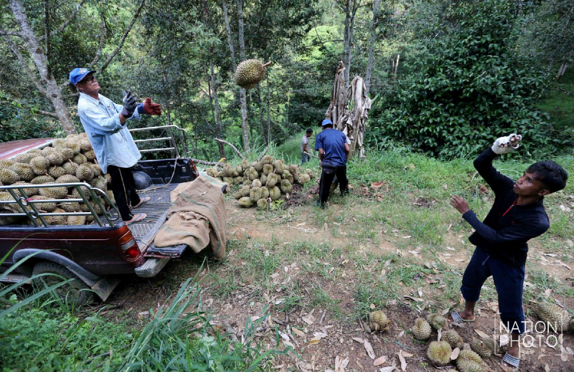 Photo story: King of fruits has the smell of success