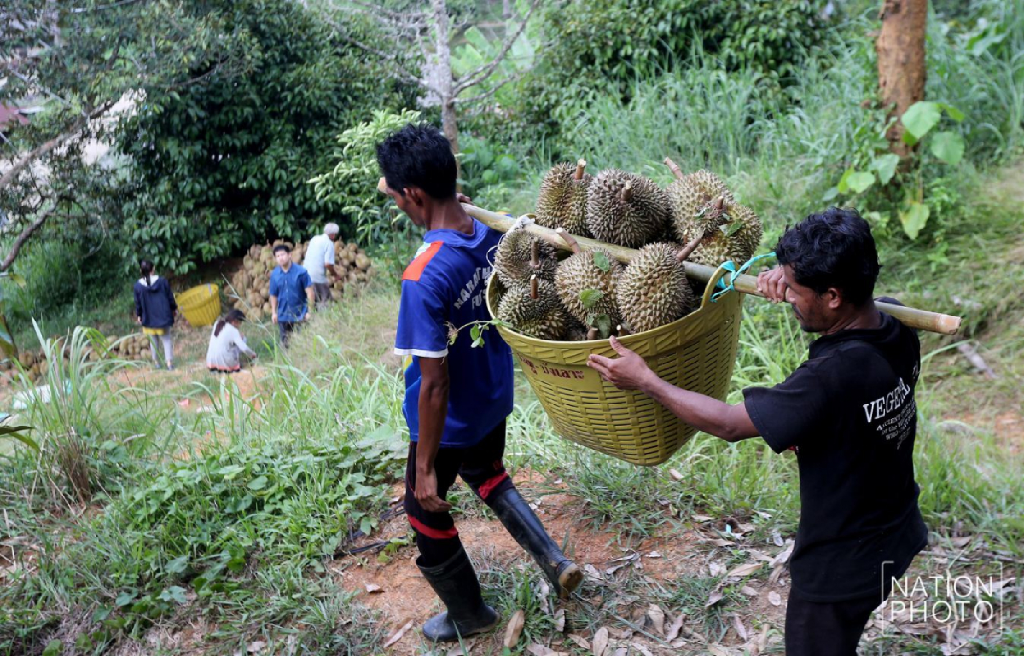 Photo story: King of fruits has the smell of success
