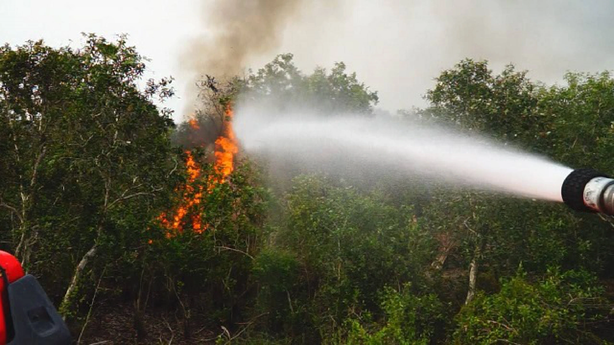 Another peat forest catches fire