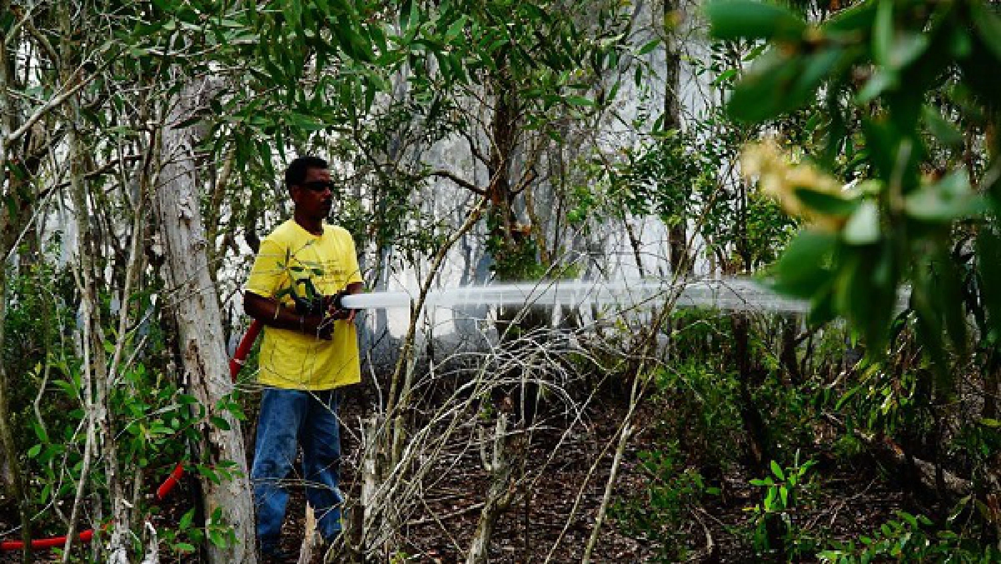 Another peat forest catches fire