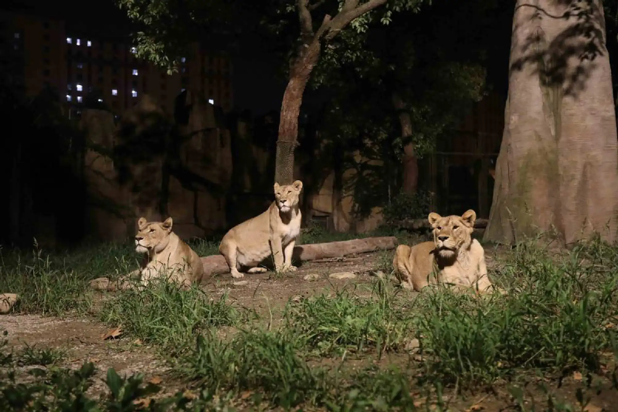Animals at the night wild animal park. [Photo provided to chinadaily.com.cn]