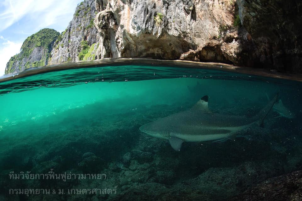 Photo courtesy of Thon Thamrongnawasawat's facebook page