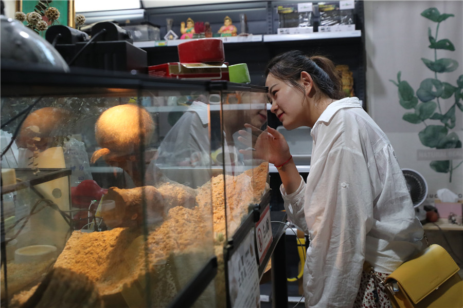 A customer watches a marmot at a pet store in the Laiguangying Pet Market in Beijing this month. WANG JING/CHINA DAILY