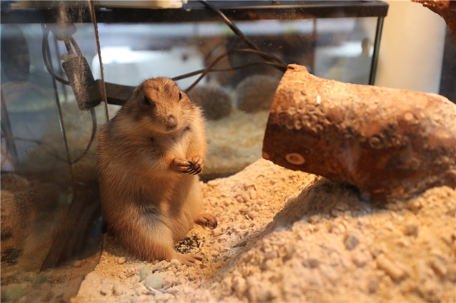 Exotic pets at a store in Beijing: a marmot. WANG JING/CHINA DAILY