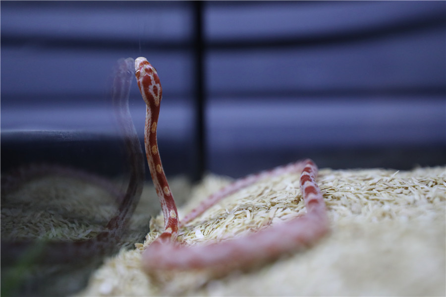 Exotic pets at a store in Beijing: a snake. WANG JING/CHINA DAILY
