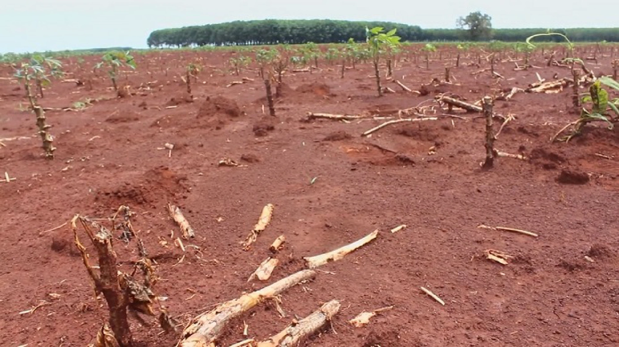 26 districts declared drought disaster zones in Nakhon Ratchasima