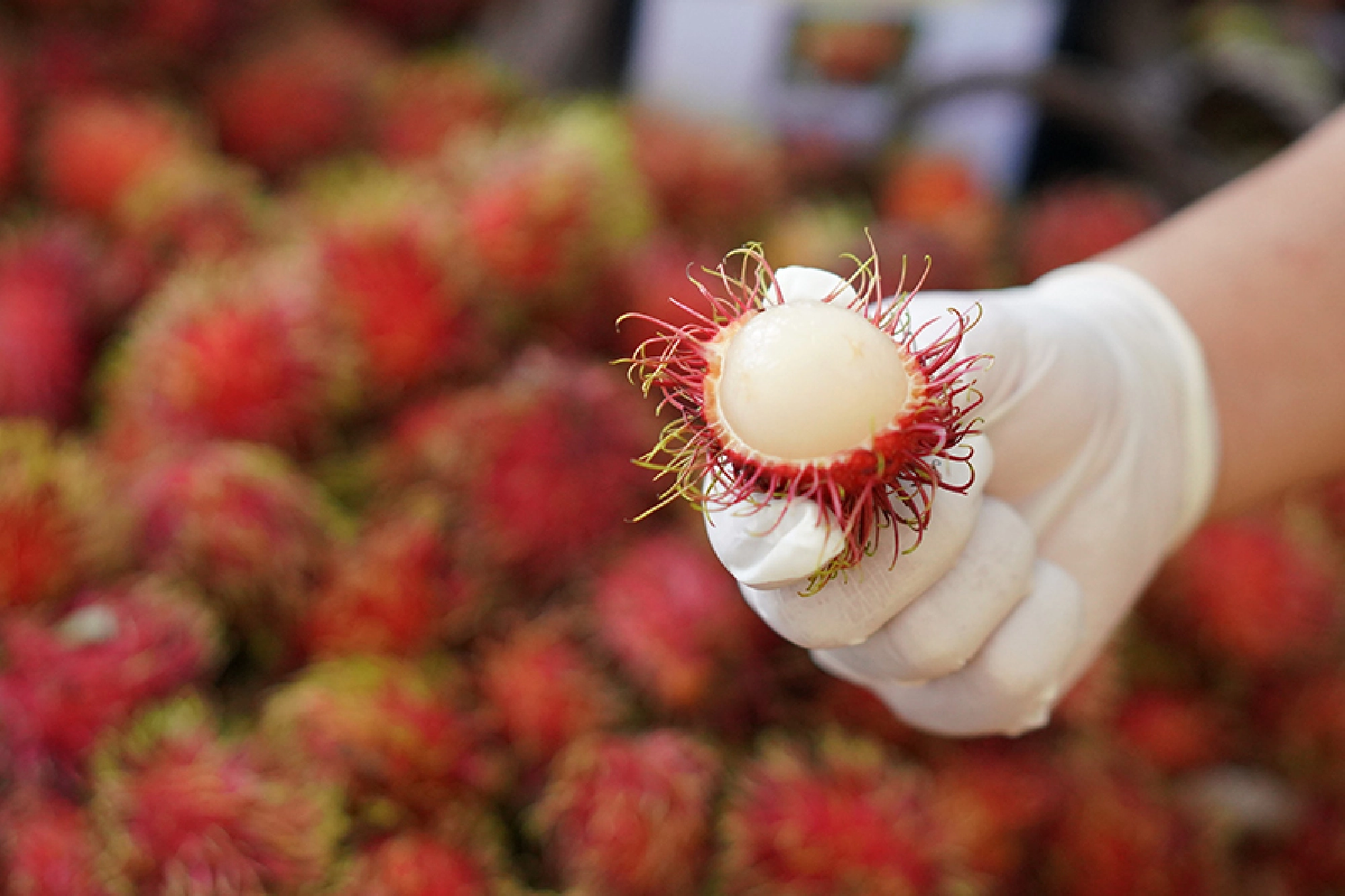 Heavenly feast for durian lovers