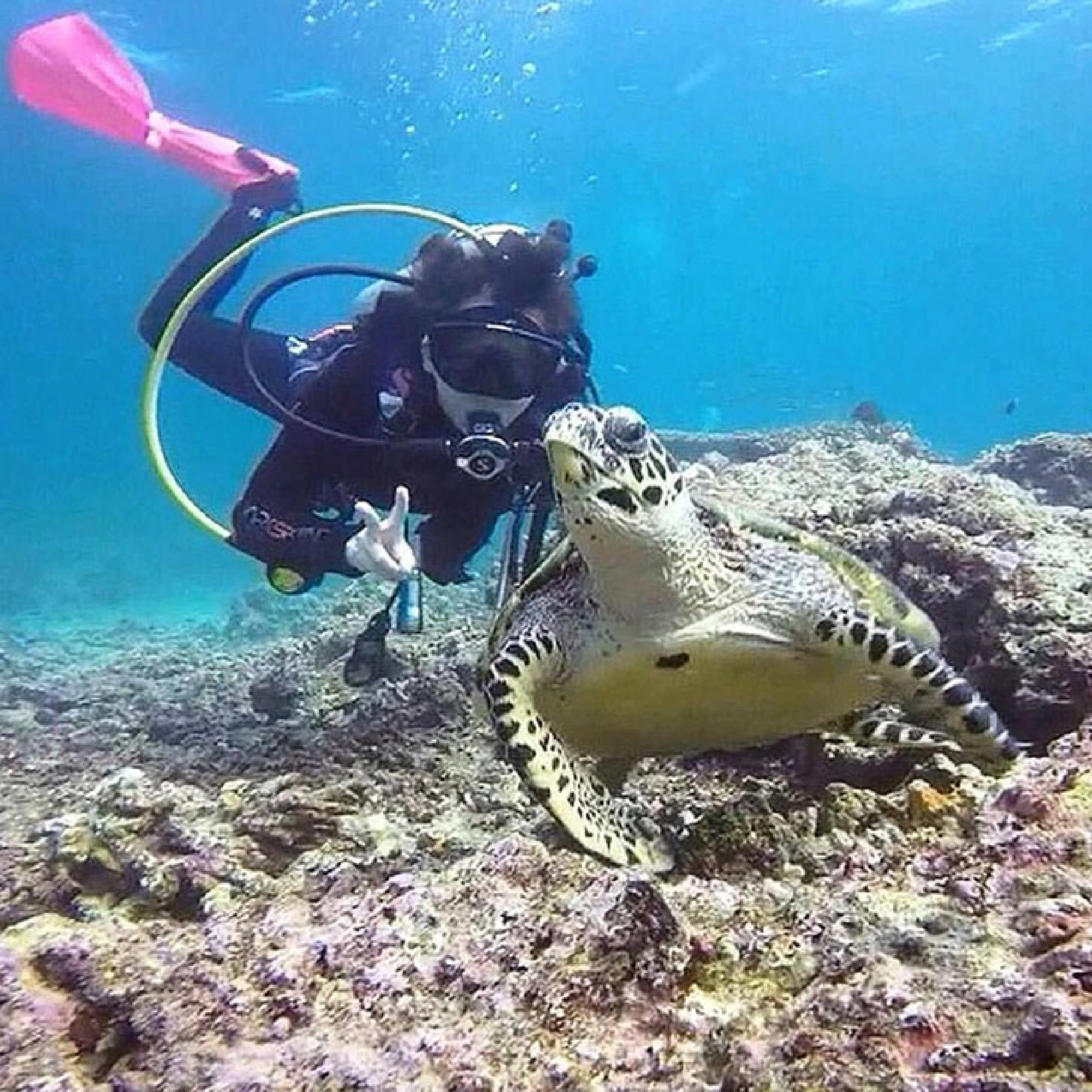 Helping injured turtles swim again