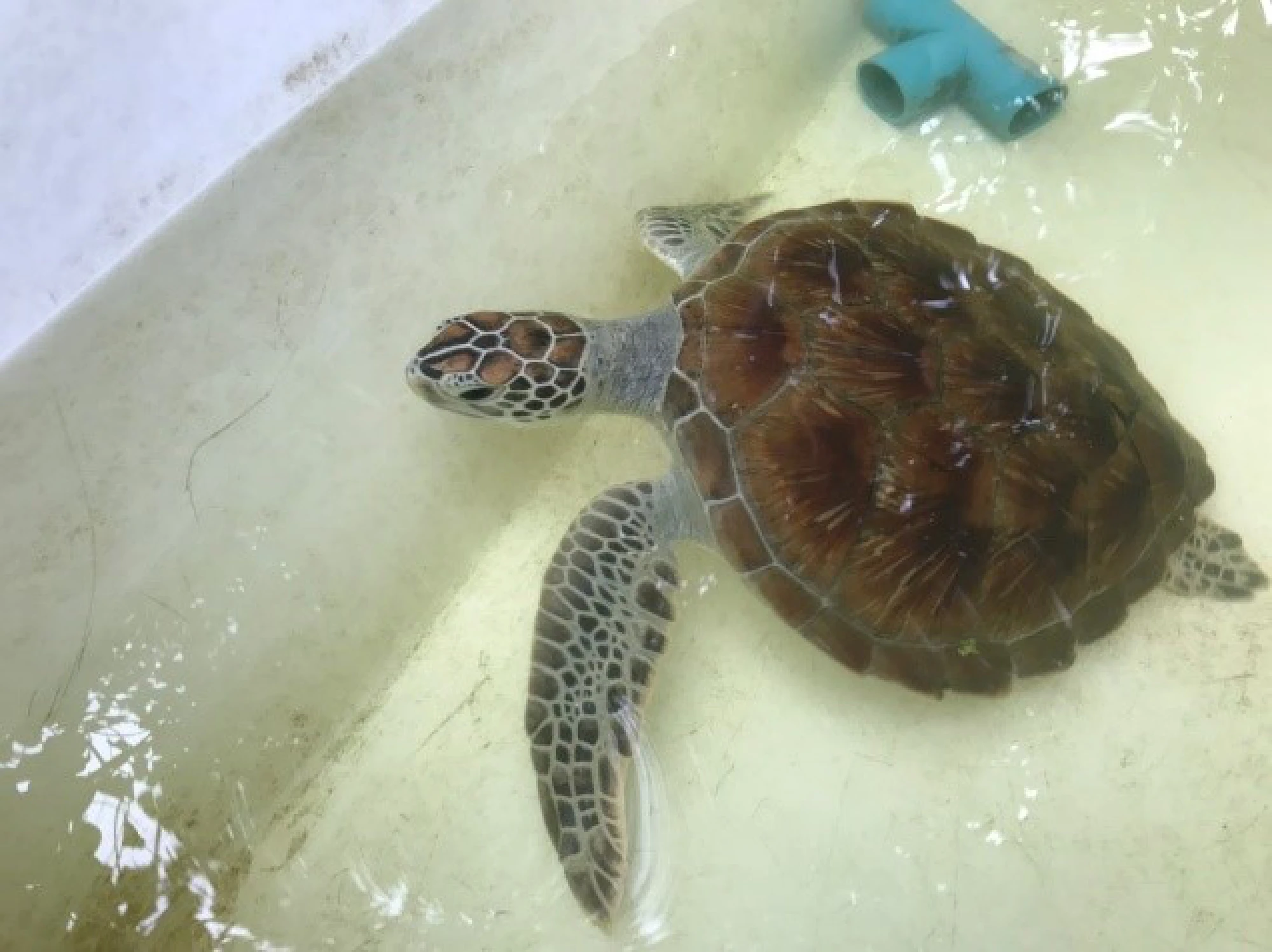Helping injured turtles swim again