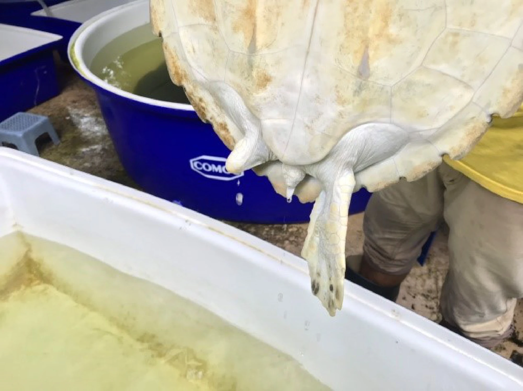 Helping injured turtles swim again