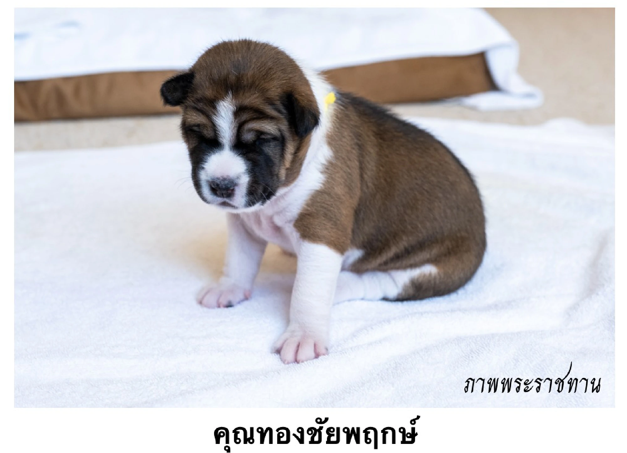 Thong Chaiphruk