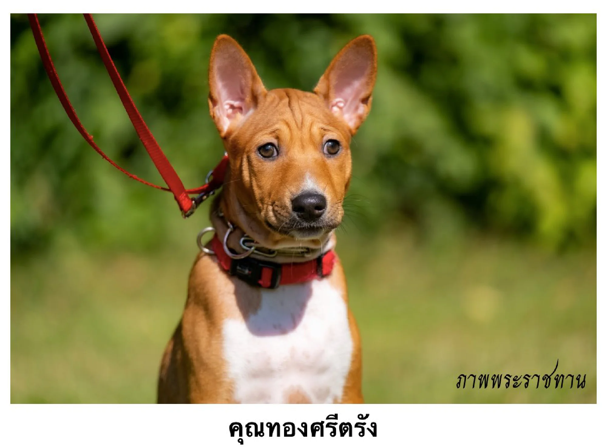 Thong Sri Trang