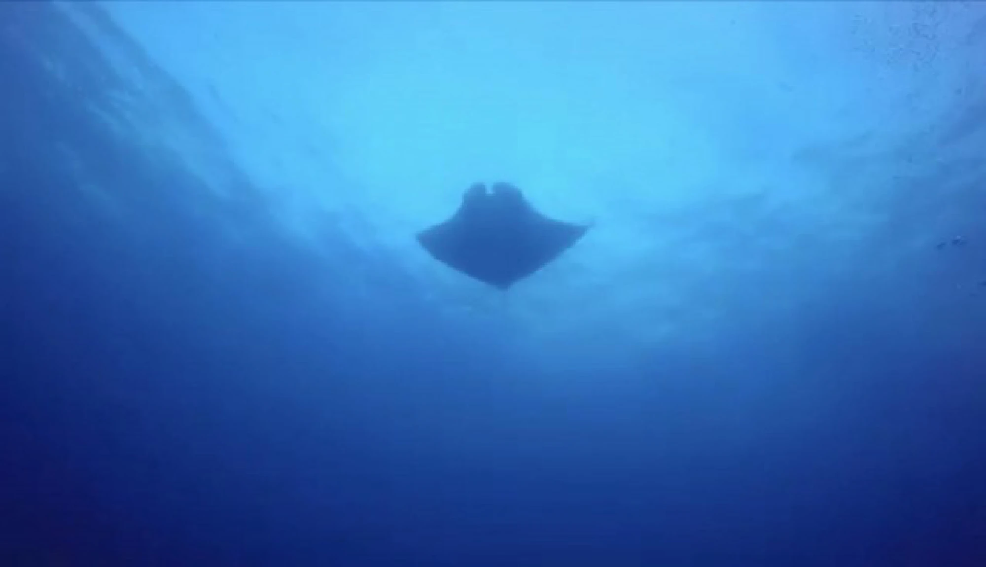 Rare giant ray spotted in Phang Nga