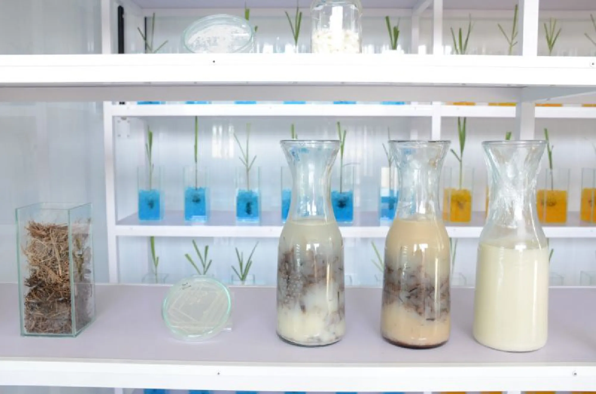 Sugarcane breeding gets a push