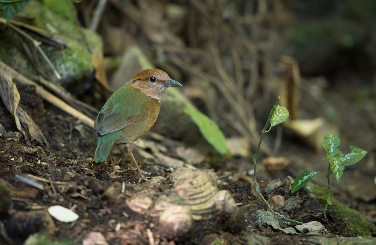 Rusty naped Pitta