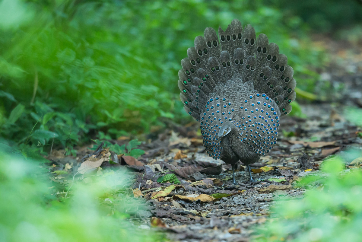 Burmese Peacock-Pheasant