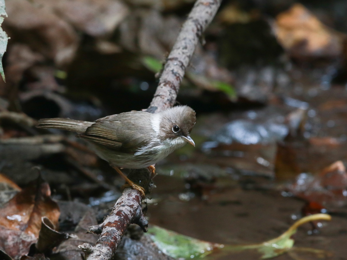 Burmese yuhina